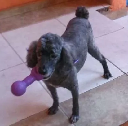 Cachorro ra a Poodle  idade 5 anos nome Kate