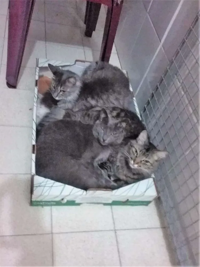 Gato ra a  idade 3 anos nome Margarida Emma e Mel