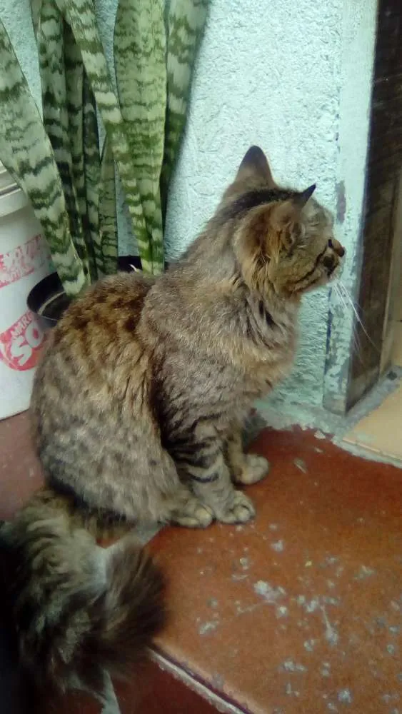 Gato ra a Siamês  idade 7 a 11 meses nome Tomás 