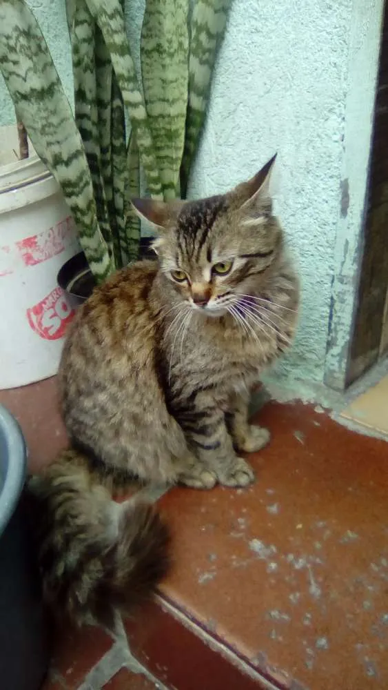 Gato ra a Siamês  idade 7 a 11 meses nome Tomás 