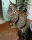 Tomás 