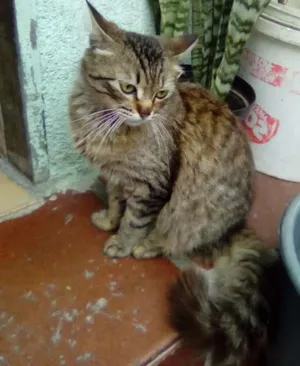 Gato raça Siamês  idade 7 a 11 meses nome Tomás 