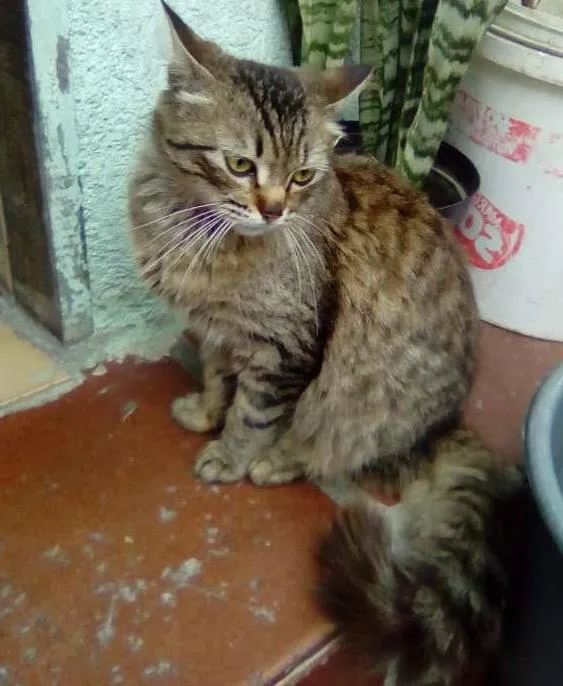 Gato ra a Siamês  idade 7 a 11 meses nome Tomás 