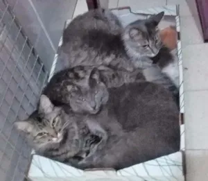 Gato raça  idade 3 anos nome Margarida Emma e Mel