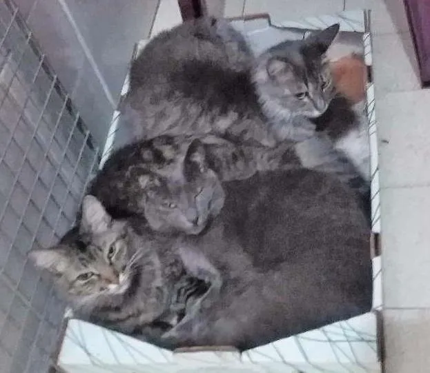 Gato ra a  idade 3 anos nome Margarida Emma e Mel