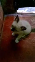 Não tem