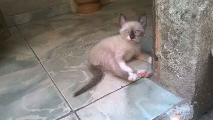 Gato raça Siames idade 2 a 6 meses nome Não tem