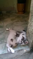 Não tem