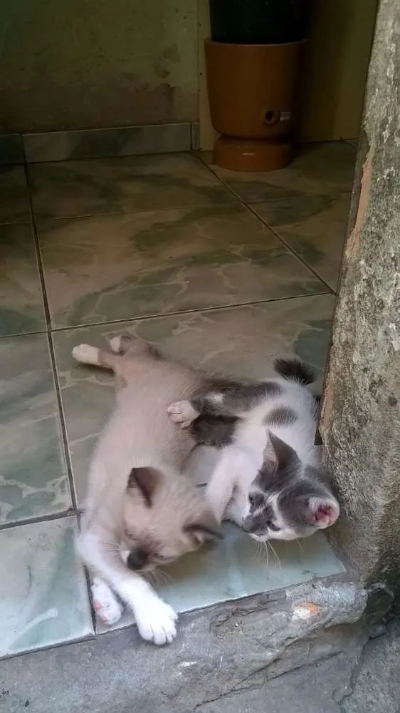 Gato raça Siames idade 2 a 6 meses nome Não tem