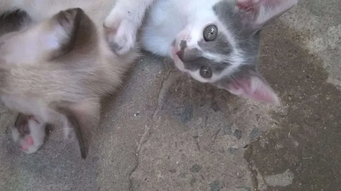 Gato raça Siames idade 2 a 6 meses nome Não tem