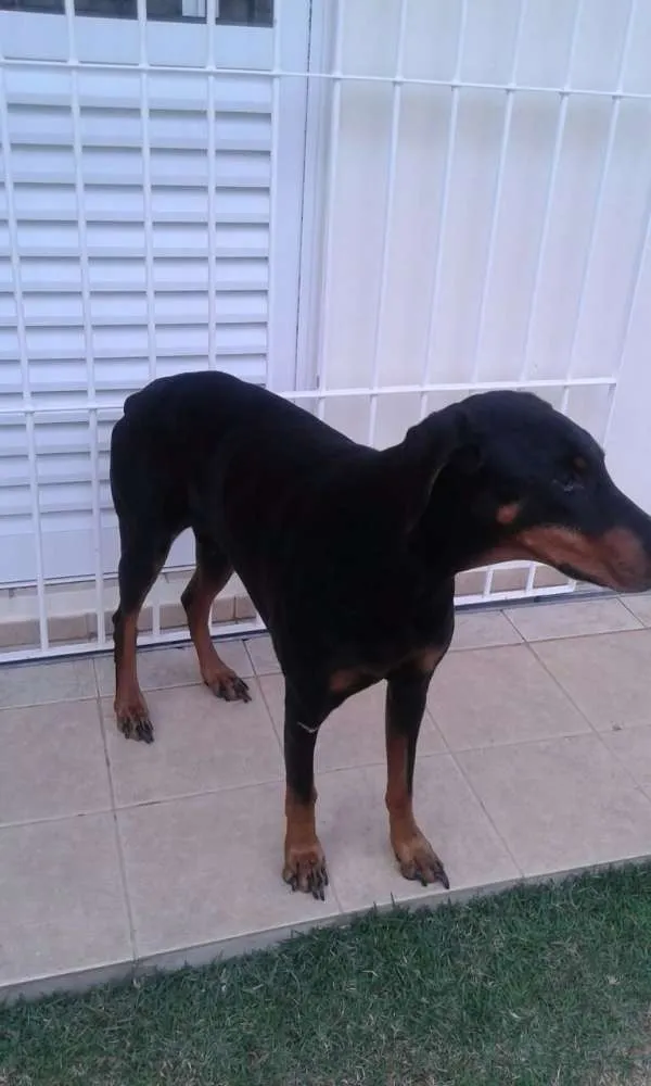 Cachorro ra a Doberman idade 6 ou mais anos nome Togo