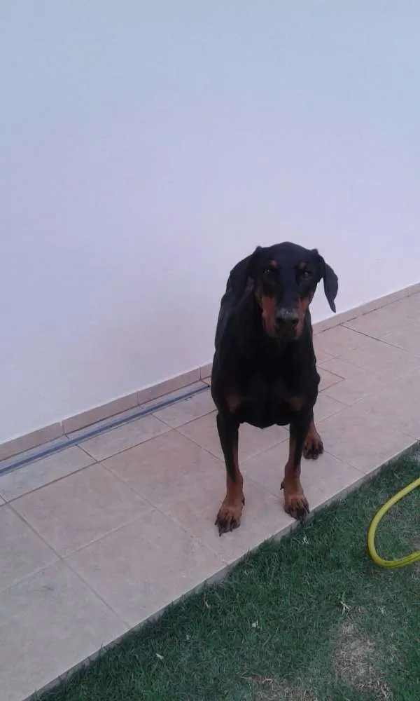 Cachorro ra a Dobermann idade 6 ou mais anos nome Hulla