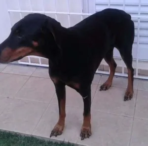 Cachorro raça Doberman idade 6 ou mais anos nome Togo