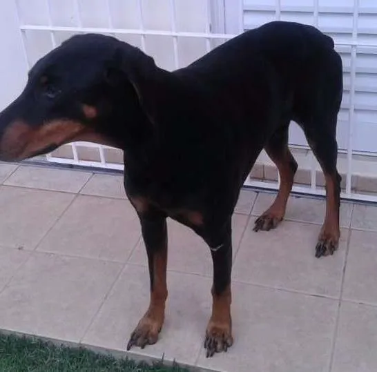 Cachorro ra a Doberman idade 6 ou mais anos nome Togo