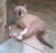 Não tem