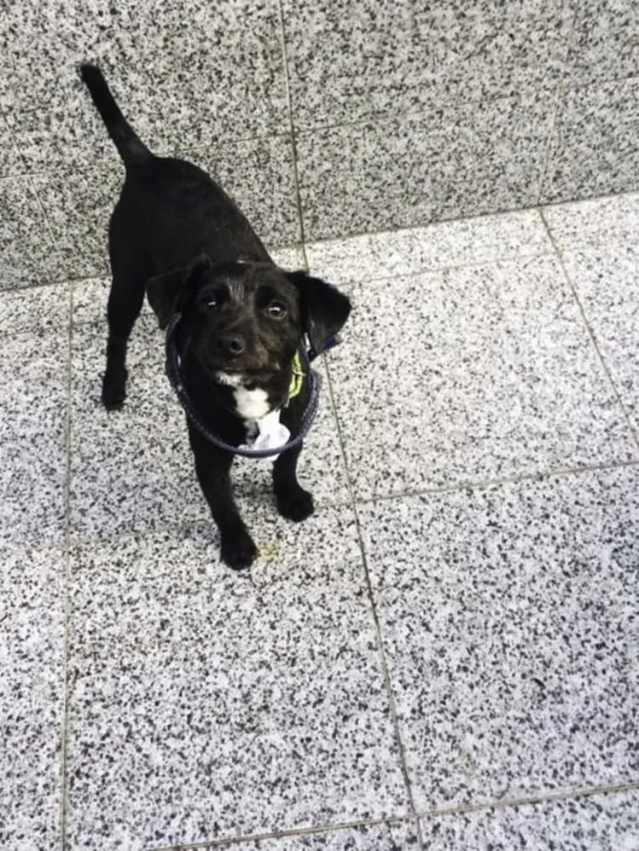 Cachorro ra a SRD idade 1 ano nome Nico