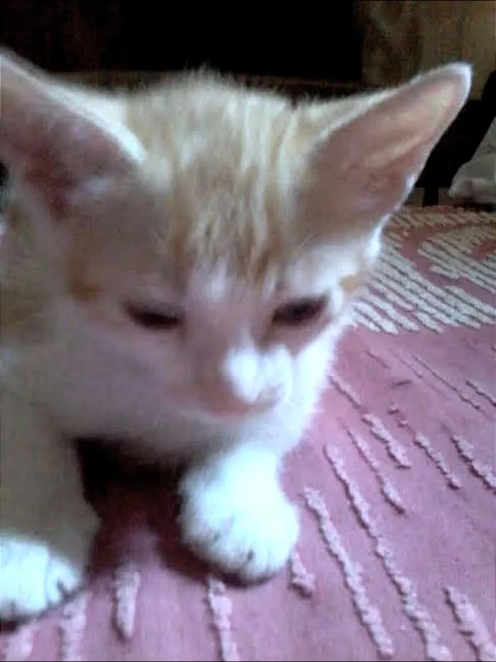 Gato raça srd idade 2 a 6 meses nome sem nomes