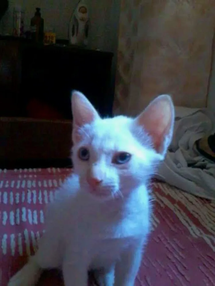 Gato raça srd idade 2 a 6 meses nome sem nomes