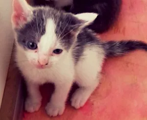 Gato raça SRD idade Abaixo de 2 meses nome Theodore e Pitanga