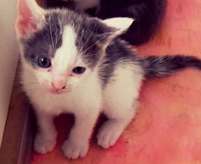 Gato ra a SRD idade Abaixo de 2 meses nome Theodore e Pitanga