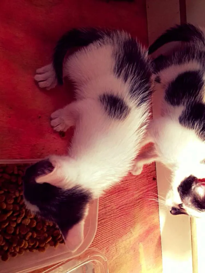 Gato ra a SRD idade Abaixo de 2 meses nome Theodore e Pitanga