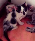 Theodore e Pitanga