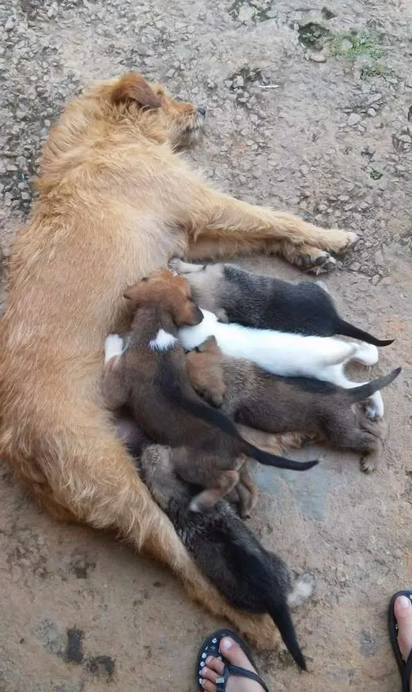 Cachorro ra a Sem raça definida idade Abaixo de 2 meses nome Filhotes fêmeas