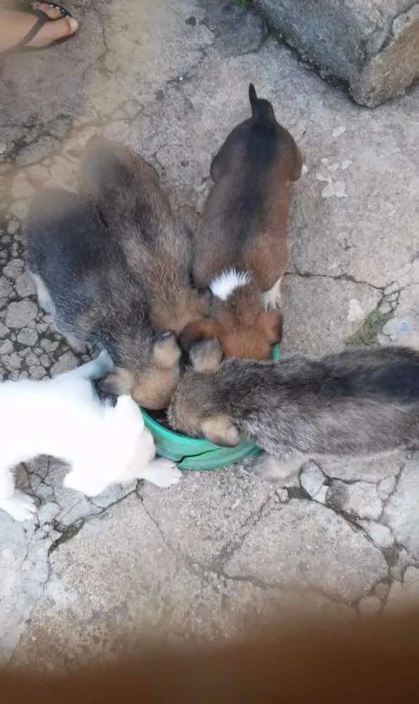 Cachorro ra a Sem raça definida idade Abaixo de 2 meses nome Filhotes fêmeas