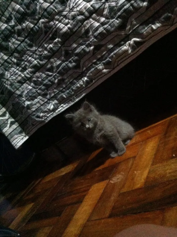 Gato ra a  idade Abaixo de 2 meses nome .