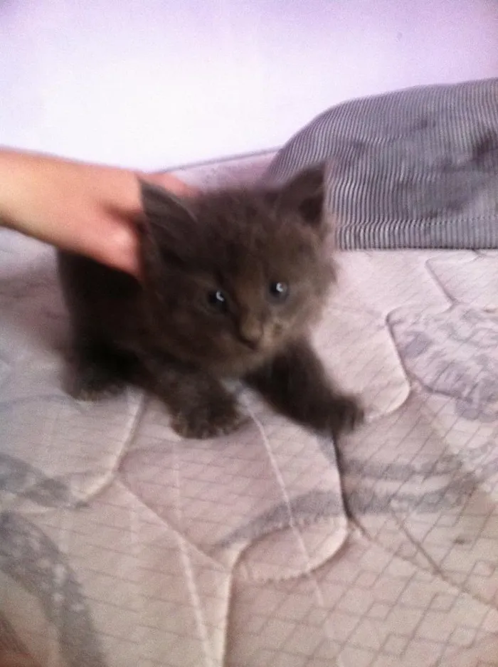 Gato ra a  idade Abaixo de 2 meses nome .