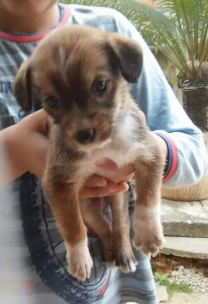 Cachorro ra a Sem raça definida idade Abaixo de 2 meses nome Filhotes fêmeas
