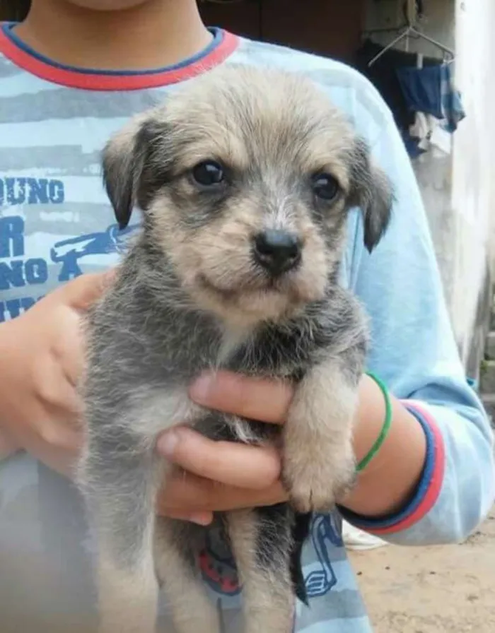Cachorro ra a Sem raça definida idade Abaixo de 2 meses nome Filhotes fêmeas