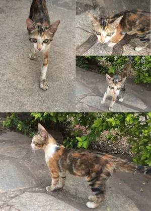 Gato raça  idade  nome Hermione