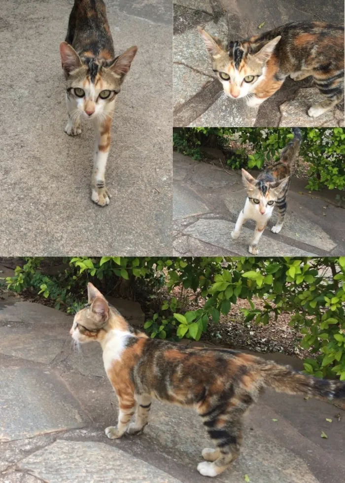 Gato ra a  idade  nome Hermione