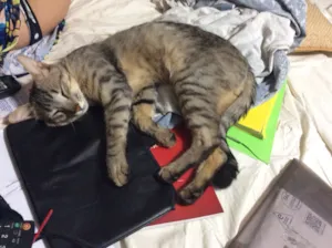 Gato raça Sem definição  idade 1 ano nome Não tem