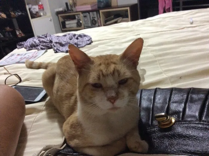 Gato raça sem definição  idade 2 anos nome Garfield