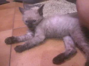 Gato raça SRD idade Abaixo de 2 meses nome [sem nome]