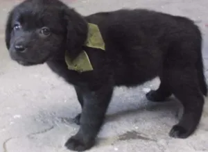 Cachorro raça SRD idade 2 a 6 meses nome MINIE