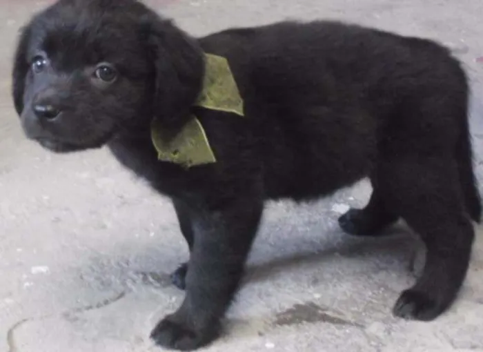 Cachorro ra a SRD idade 2 a 6 meses nome MINIE