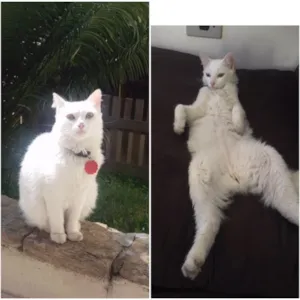 Gato raça Srd idade 1 ano nome Jade