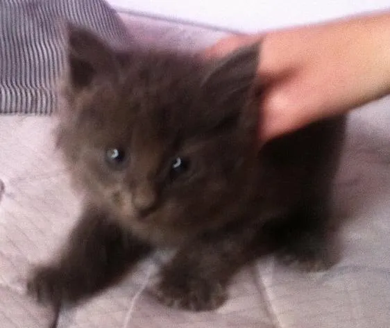 Gato ra a  idade Abaixo de 2 meses nome .
