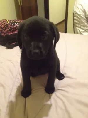 Cachorro raça SRD idade 2 a 6 meses nome sem nome