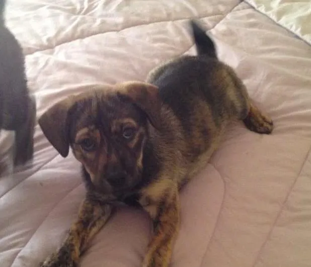 Cachorro ra a SRD idade 2 a 6 meses nome sem nome