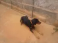 bug