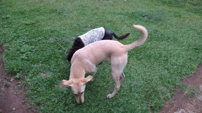 Cachorro ra a SRD idade 7 a 11 meses nome FREDY & GUBY