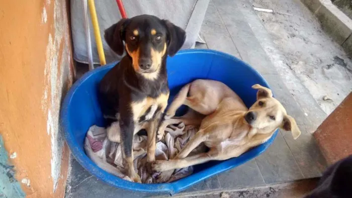 Cachorro ra a SRD idade 7 a 11 meses nome FREDY & GUBY