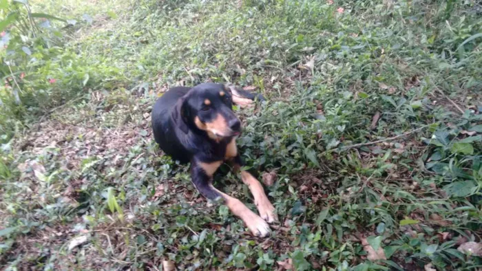 Cachorro ra a SRD idade 7 a 11 meses nome FREDY & GUBY