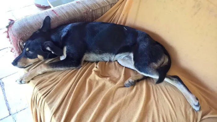 Cachorro ra a SRD idade 7 a 11 meses nome FREDY & GUBY