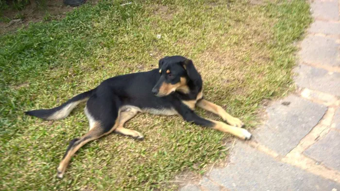 Cachorro ra a SRD idade 7 a 11 meses nome FREDY & GUBY