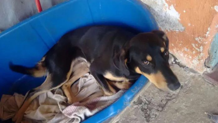 Cachorro ra a SRD idade 7 a 11 meses nome FREDY & GUBY